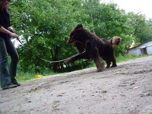 Фото: ньюфаундленд Fann'yuf Ura YA s Vami (Фанньюф Ура Я с Вами), Ol'ga Verbickaya (Ольга Вербицкая)