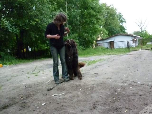 Фото: ньюфаундленд Fann'yuf Ura YA s Vami (Фанньюф Ура Я с Вами), Ol'ga Verbickaya (Ольга Вербицкая)