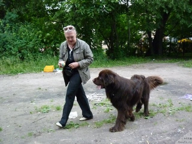 Фото: ньюфаундленд Fann'yuf Ura YA s Vami (Фанньюф Ура Я с Вами), Tat'yana Konstantinova (Татьяна Константинова)