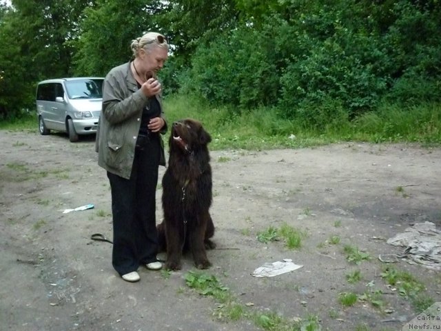 Фото: ньюфаундленд Fann'yuf Ura YA s Vami (Фанньюф Ура Я с Вами), Tat'yana Konstantinova (Татьяна Константинова)