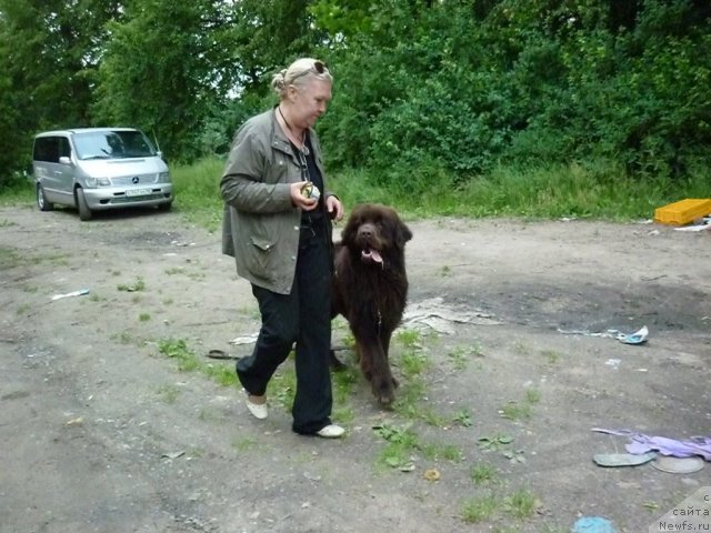 Фото: ньюфаундленд Fann'yuf Ura YA s Vami (Фанньюф Ура Я с Вами), Tat'yana Konstantinova (Татьяна Константинова)