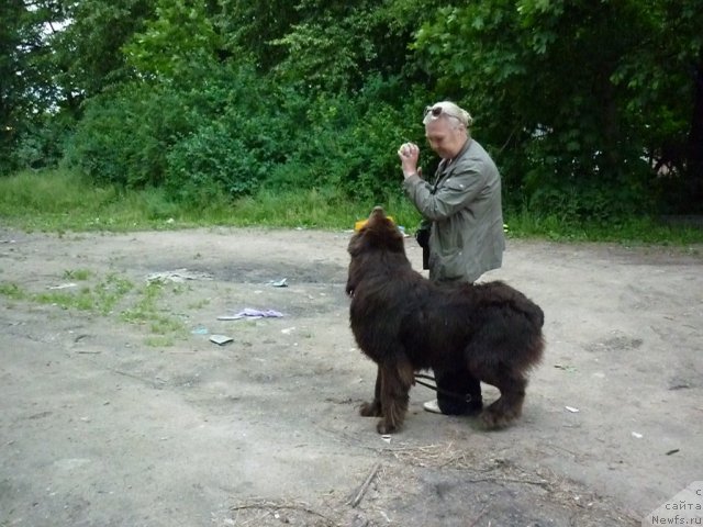 Фото: ньюфаундленд Fann'yuf Ura YA s Vami (Фанньюф Ура Я с Вами), Tat'yana Konstantinova (Татьяна Константинова)