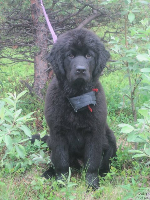 Фото: ньюфаундленд Uyutnaya Dolina Black Diamond Velinda (Уютная Долина Блэк Даймонд Велинда)