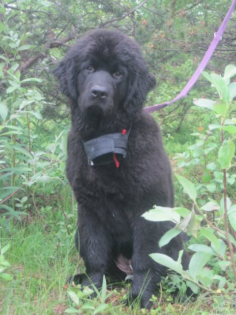 Фото: ньюфаундленд Uyutnaya Dolina Black Diamond Velinda (Уютная Долина Блэк Даймонд Велинда)