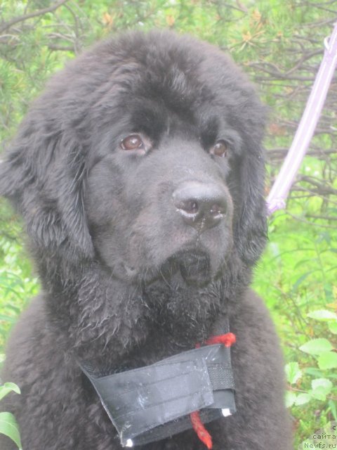 Фото: ньюфаундленд Uyutnaya Dolina Black Diamond Velinda (Уютная Долина Блэк Даймонд Велинда)