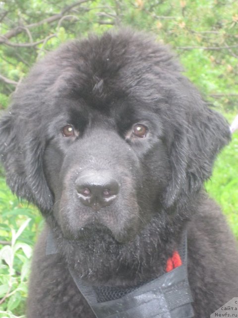 Фото: ньюфаундленд Uyutnaya Dolina Black Diamond Velinda (Уютная Долина Блэк Даймонд Велинда)