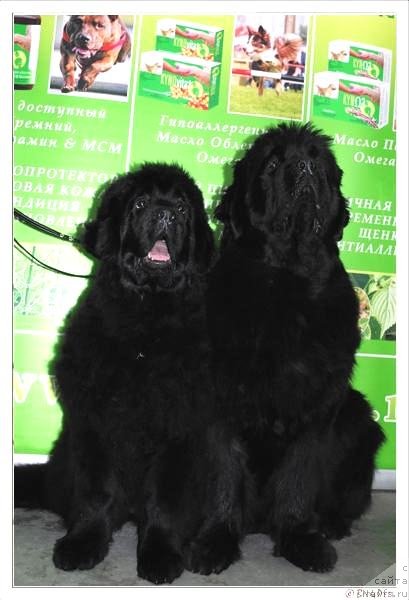 Фото: ньюфаундленд Smigar Galaxsy Shall Win (Смигар Галакси Шелл Вин), ньюфаундленд Smigar Nimfeya Neotrazimaya (Смигар Нимфея Неотразимая)