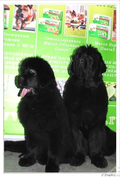 Фото: ньюфаундленд Smigar Galaxsy Shall Win (Смигар Галакси Шелл Вин), ньюфаундленд Smigar Nimfeya Neotrazimaya (Смигар Нимфея Неотразимая)