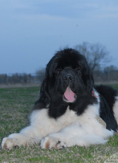 Фото: ньюфаундленд Chatkantarra Taro