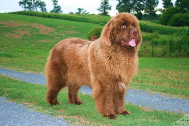 Фото: ньюфаундленд Irishcream Von Szentpaly