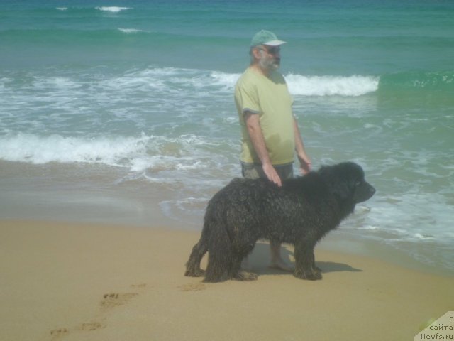 Фото: ньюфаундленд Pitern'yuf CHao-Kakao (Питерньюф Чао-Какао)