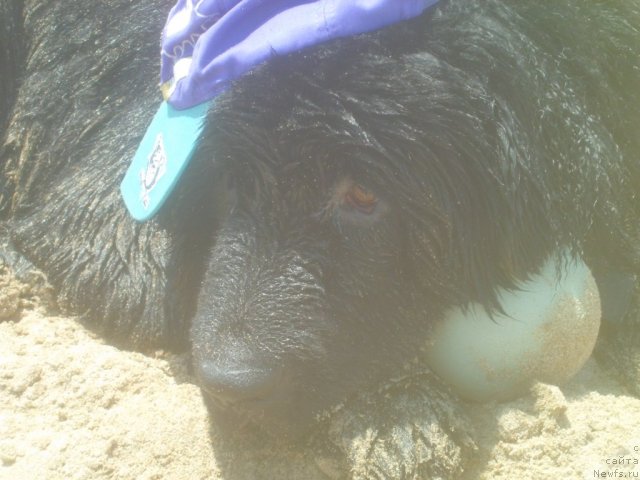 Фото: ньюфаундленд Pitern'yuf CHao-Kakao (Питерньюф Чао-Какао)