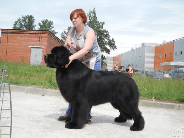 Фото: ньюфаундленд Aquatoriya Kelvin Kilimandzharo (Акватория Келвин Килиманджаро)