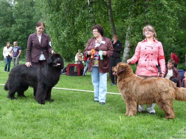 Фото: ньюфаундленд Samson Vialiki Miadzvedz, ньюфаундленд Kupava