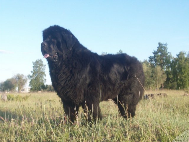 Фото: ньюфаундленд Yarada iz Sibirskoy Glubinki (Ярада из Сибирской Глубинки)