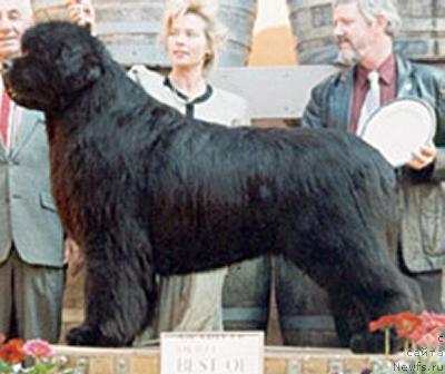 Фото: ньюфаундленд Main Tickle Dark Knight