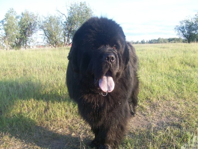 Фотография № 71000