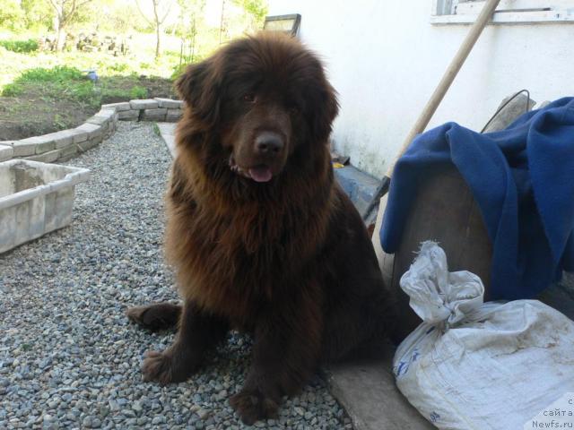 Фото: ньюфаундленд Arkadiya Vivat Arbona (Аркадия Виват Арбона)