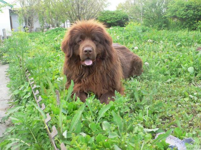 Фото: ньюфаундленд Arkadiya Vivat Arbona (Аркадия Виват Арбона)