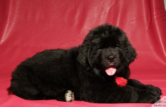 Фото: ньюфаундленд Aviator Golden Vinner (Авиатор Голден Виннер)