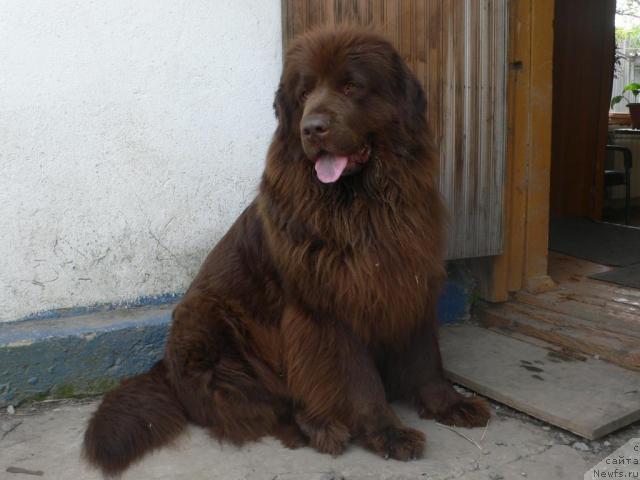 Фото: ньюфаундленд Arkadiya Vivat Arbona (Аркадия Виват Арбона)