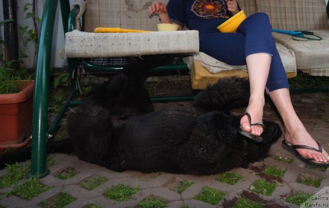 Фото: ньюфаундленд Uluvatu Devi Dan (Улувату Деви Дан)