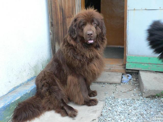 Фото: ньюфаундленд Arkadiya Vivat Arbona (Аркадия Виват Арбона)