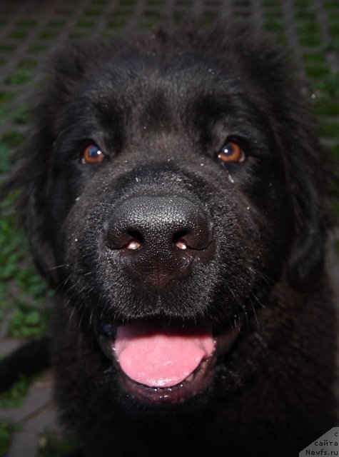 Фото: ньюфаундленд Uluvatu Devi Dan (Улувату Деви Дан)