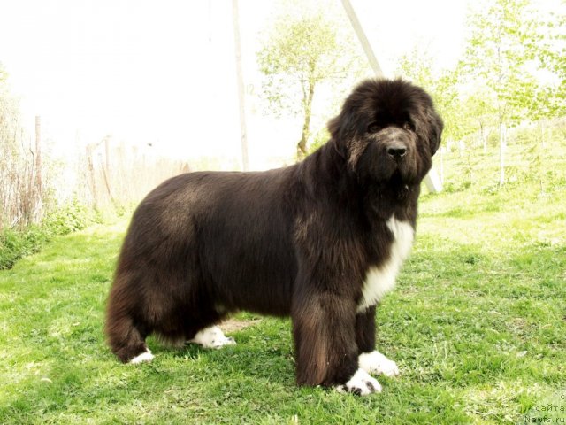 Фото: Viktor Hrischanovich (Виктор Хрищанович), ньюфаундленд Fairweathers Mary Jane