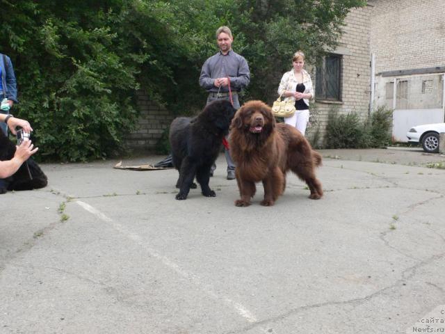 Фото: ньюфаундленд Arkadiya Vivat Arbona (Аркадия Виват Арбона)