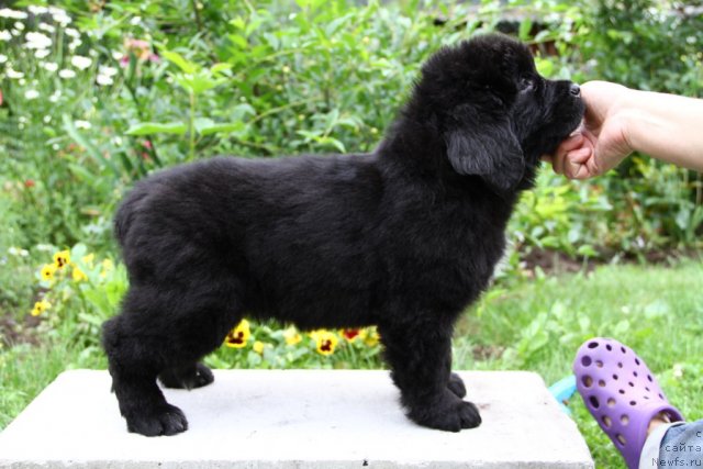 Фотография № 71050