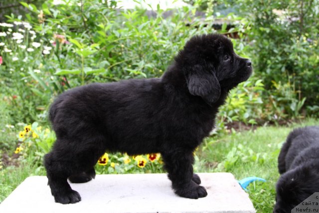 Фотография № 71051