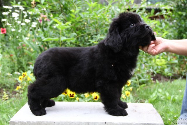 Фотография № 71053