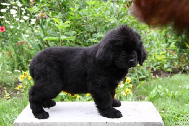 Фотография № 71055