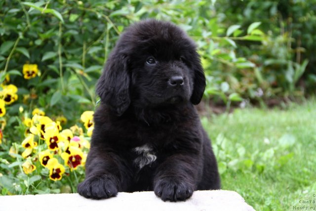 Фото: ньюфаундленд Passia Korolya iz Medvejyego Yara (Пассия Короля из Медвежьего Яра)