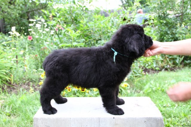 Фото: ньюфаундленд Passia Korolya iz Medvejyego Yara (Пассия Короля из Медвежьего Яра)