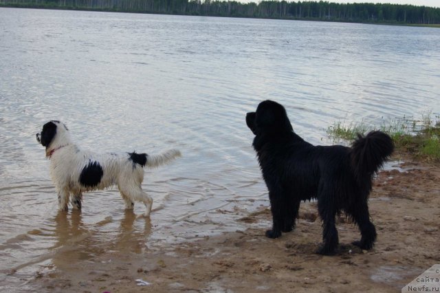 Фотография № 71064