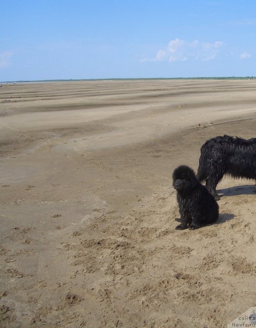 Фото: ньюфаундленд Beguschaya po Volnam Zero Kool (Бегущая по Волнам Зеро Коол)