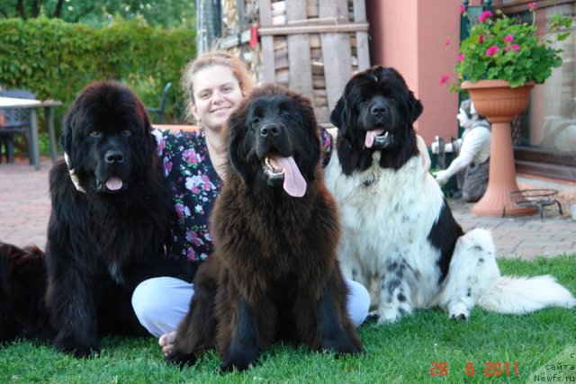 Фото: ньюфаундленд Gimenej Golden Star, Elena Rozenfel'd (Елена Розенфельд), ньюфаундленд Sent Djons Handsel for Me (Сент Джонс Хендсел фо Ми), ньюфаундленд Akvian Song Zero Graviti (Аквиан Сонг Зеро Гравити)