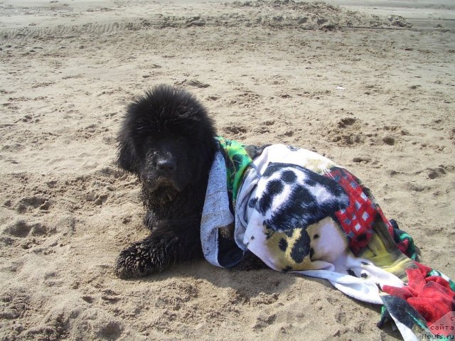 Фотография № 71074