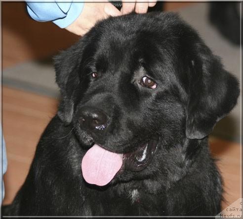 Фото: ньюфаундленд Alabama (Алабама)