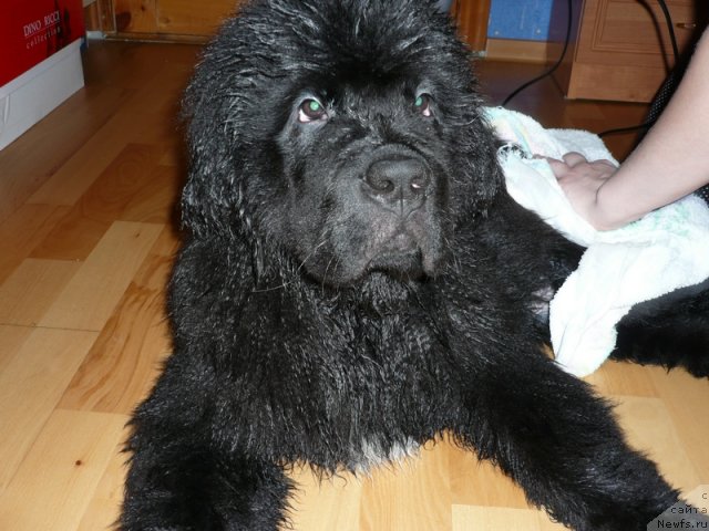 Фото: ньюфаундленд Beguschaya po Volnam Zurbagan (Бегущая по Волнам Зурбаган)