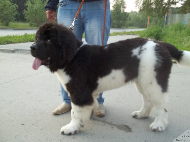 Фото: ньюфаундленд Jan Konkistador (Жан Конкистадор)