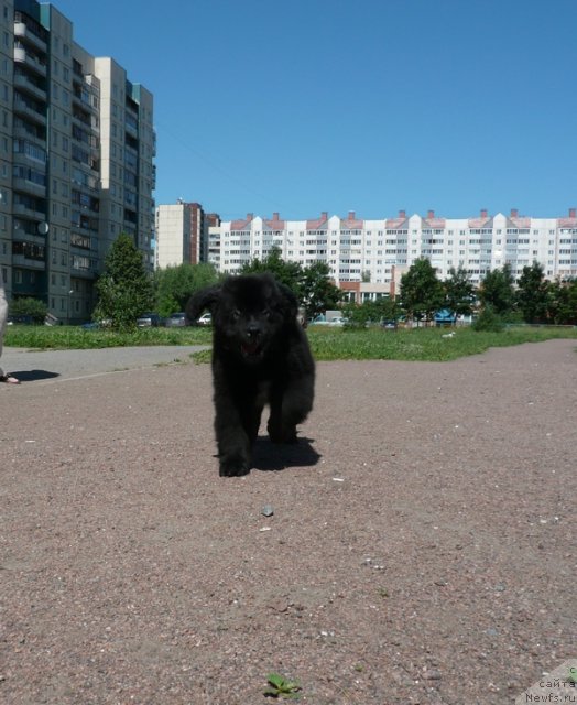 Фото: ньюфаундленд Beguschaya po Volnam Zurbagan (Бегущая по Волнам Зурбаган)