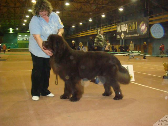 Фото: ньюфаундленд Super Premium Brabus (Супер Премиум Брабус)