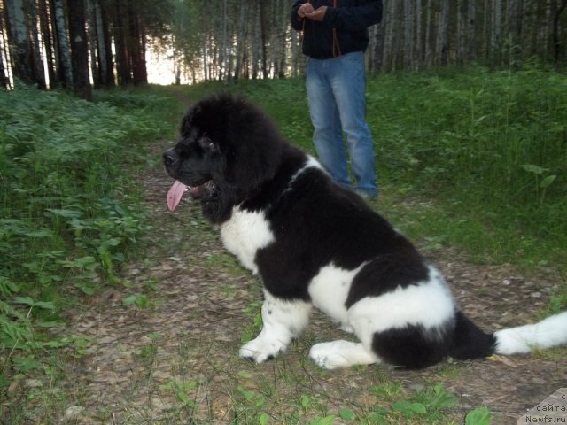 Фото: ньюфаундленд Jan Konkistador (Жан Конкистадор)