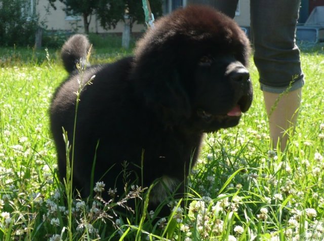 Фото: ньюфаундленд Beguschaya po Volnam Zurbagan (Бегущая по Волнам Зурбаган)