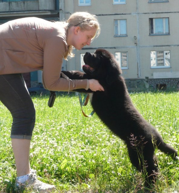 Фото: ньюфаундленд Beguschaya po Volnam Zurbagan (Бегущая по Волнам Зурбаган), Anastasiya Ryiseva (Анастасия Рысева)