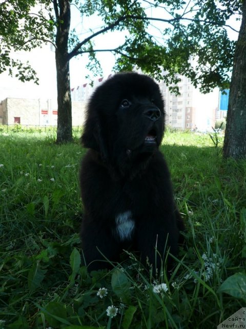 Фото: ньюфаундленд Beguschaya po Volnam Zurbagan (Бегущая по Волнам Зурбаган)