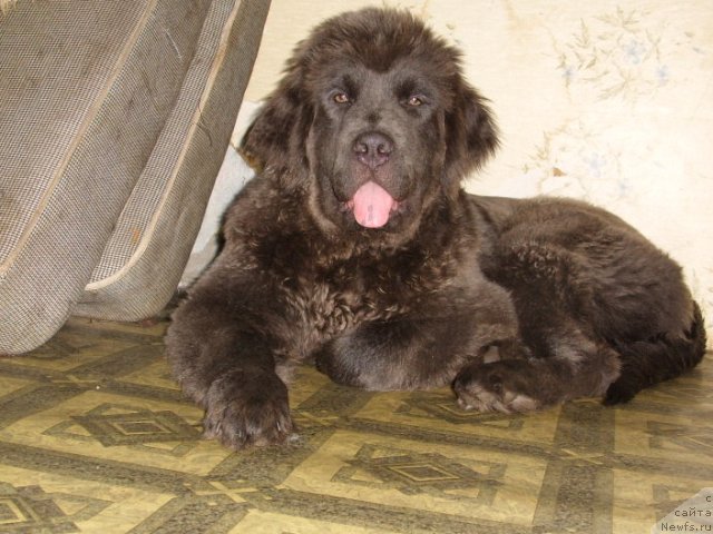 Фото: ньюфаундленд Akvamarinovaya Krasotka dlya Marleon (Аквамариновая Красотка для Марлеон)